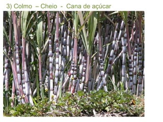 3) Colmo  – Cheio  -  Cana de açúcar 