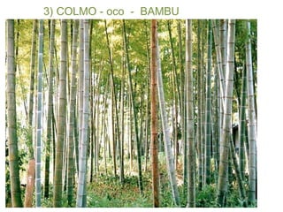 3) COLMO - oco  -  BAMBU 