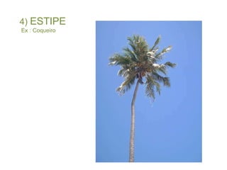 4)  ESTIPE Ex : Coqueiro 