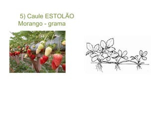 5) Caule ESTOLÃO Morango - grama 