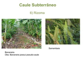 Caule Subterrâneo 6) Rizoma Bananeira Obs: Bananeira possui pseudo-caule Samambaia 