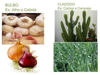 BULBO  Ex: Alho e Cebola CLADÓDIO  Ex: Cactus e Carqueja 