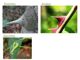 Espinho  Acúleo Gavinha 