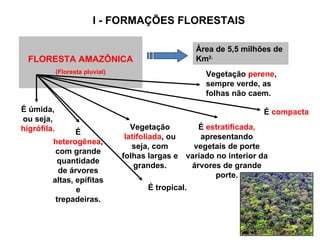 I - FORMAÇÕES FLORESTAIS FLORESTA AMAZÔNICA (Floresta pluvial) É úmida, ou seja,  higrófila. É  heterogênea , com grande quantidade de árvores altas, epífitas e trepadeiras. Vegetação  latifoliada , ou seja, com folhas largas e grandes. É  estratificada,  apresentando vegetais de porte variado no interior da árvores de grande porte. É  compacta Vegetação  perene , sempre verde, as folhas não caem. Área de 5,5 milhões de Km 2. É tropical. 
