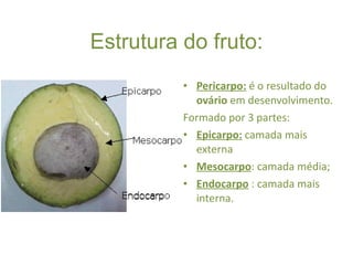 Estrutura do fruto: Pericarpo:  é o resultado do  ovário  em desenvolvimento. Formado por 3 partes: Epicarpo:  camada mais externa Mesocarpo : camada média; Endocarpo  : camada mais interna. 