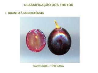 CLASSIFICAÇÃO DOS FRUTOS  I - QUANTO À CONSISTÊNCIA CARNOSOS – TIPO BAGA 