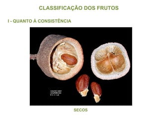 CLASSIFICAÇÃO DOS FRUTOS  I - QUANTO À CONSISTÊNCIA SECOS 