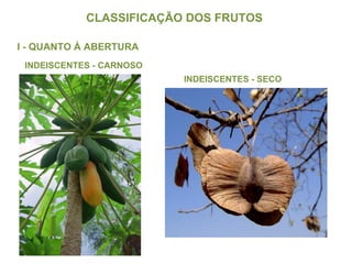 CLASSIFICAÇÃO DOS FRUTOS  I - QUANTO À ABERTURA INDEISCENTES - CARNOSO INDEISCENTES - SECO 