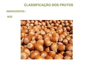 CLASSIFICAÇÃO DOS FRUTOS  INDEISCENTES - NOZ 
