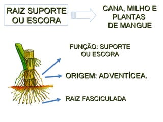 RAIZ SUPORTE OU ESCORA RAIZ FASCICULADA FUNÇÃO: SUPORTE OU ESCORA ORIGEM: ADVENTÍCEA. CANA, MILHO E PLANTAS  DE MANGUE 