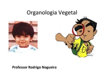 Professor Rodrigo Nogueira Organologia Vegetal  