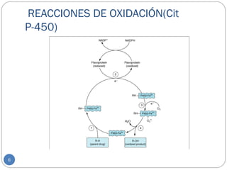 REACCIONES DE OXIDACIÓN(Cit
    P-450)




6
 