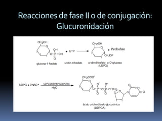 Reacciones de fase II o de conjugación:
          Glucuronidación
 