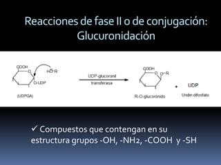Reacciones de fase II o de conjugación:
          Glucuronidación




  Compuestos que contengan en su
 estructura grupos -OH, -NH2, -COOH y -SH
 