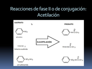 Reacciones de fase II o de conjugación:
            Acetilación
 