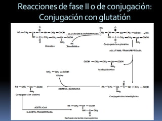 Reacciones de fase II o de conjugación:
     Conjugación con glutatión
 