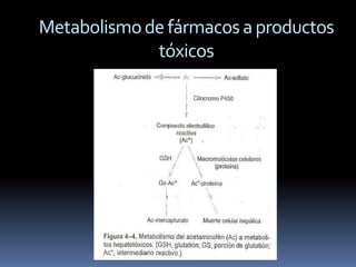 Metabolismo de fármacos a productos
             tóxicos
 