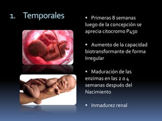 1. Temporales    Primeras 8 semanas
                luego de la concepción se
                aprecia citocromo P450

                 Aumento de la capacidad
                biotransformante de forma
                Irregular

                 Maduración de las
                enzimas en las 2 o 4
                semanas después del
                Nacimiento

                 Inmadurez renal
 