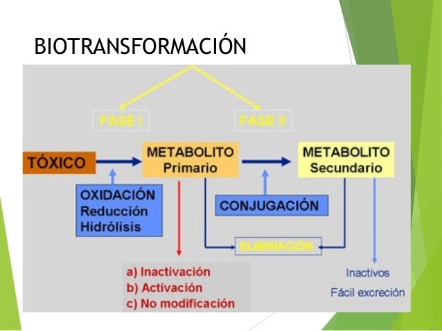 Biotransformación de fármacos