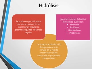 Hidrólisis 
La riqueza de distribución 
de algunas enzimas 
influye en la rápida 
inactivación de los 
compuestos que posean 
estos enlaces 
Se producen por hidrolasas 
que se encuentran en los 
microsomas hepáticos, 
plasma sanguíneo y diversos 
tejidos 
Según el carácter del enlace 
hidrolizado puede ser: 
• Esterasas 
• Amidasas 
• Glucosidasas 
• Peptidasas 
 