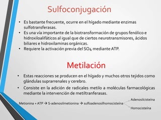 Sulfoconjugación 
• Es bastante frecuente, ocurre en el hígado mediante enzimas 
sulfotransferasas. 
• Es una vía importante de la biotransformación de grupos fenólico e 
hidroxiloalifáticos al igual que de ciertos neurotransmisores, ácidos 
biliares e hidroxilaminas orgánicas. 
• Requiere la activación previa del SO4 mediante ATP. 
Metilación 
• Estas reacciones se producen en el hígado y muchos otros tejidos como 
glándulas suprarrenales y cerebro. 
• Consiste en la adición de radicales metilo a moléculas farmacológicas 
mediante la intervención demetiltranferasas. 
Metionina + ATP  S-adenosilmetionina  sulfoadenosilhomocisteína 
Adenosilcisteína 
Homocisteína 
 