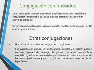 Conjugación con ribósidos 
• La incorporación de ribósidos y ribósidos-fosfatos es una reacción de 
conjugación indisensable para que algunos compuestos adquieran 
actividad biológica. 
• Se forman ribonucleósidos y ribonucleótidos con fármacos análogos de las 
purinas y pirimidinas. 
Otras conjugaciones 
• Glucosidación: consiste en conjugación con glucosa 
• Conjugación con glicina: Las mitocondrias renales y hepáticas poseen 
enzimas capaces de conjugar la glicina con ácidos carboxílicos 
aromáticos, así se forman amidas y se inactiva el compuesto; el ácido 
benzoico igual se conjuga con glicina transformándose en ácido 
hipurónico. 
