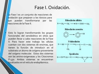 Fase I. Oxidación. 
• La Fase I es un conjunto de reacciones de 
oxidación que preparan a los tóxicos para 
que puedan transformarse por las 
reacciones de la Fase II. 
• Esto lo logran transformando los grupos 
funcionales del xenobiótico en sitios que 
pueden llevar a cabo reacciones de la Fase 
II. Para hacer este trabajo las células 
cuentan con dos sistemas de enzimas, que 
tienen la función de introducir en el 
substrato un átomo de oxígeno proveniente 
del oxígeno molecular. Estos dos sistemas 
son las amino-oxigenasas y los Citocromos 
P-450. Ambos sistemas se encuentran 
localizados en el retículo endoplásmico. 
 