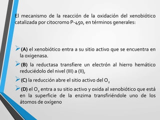 El mecanismo de la reacción de la oxidación del xenobiótico 
catalizada por citocromo P-450, en términos generales: 
(A) el xenobiótico entra a su sitio activo que se encuentra en 
la oxigenasa. 
(B) la reductasa transfiere un electrón al hierro hemático 
reduciédolo del nivel (III) a (II), 
(C) la reducción abre el sitio activo delO2 
(D) el O2 entra a su sitio activo y oxida al xenobiótico que está 
en la superficie de la enzima transfiriéndole uno de los 
átomos de oxígeno 
 