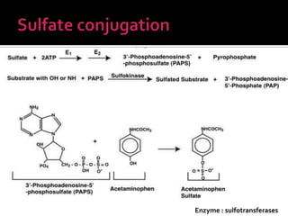 Enzyme : sulfotransferases
 