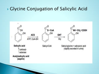  Glycine Conjugation of Salicylic Acid
 