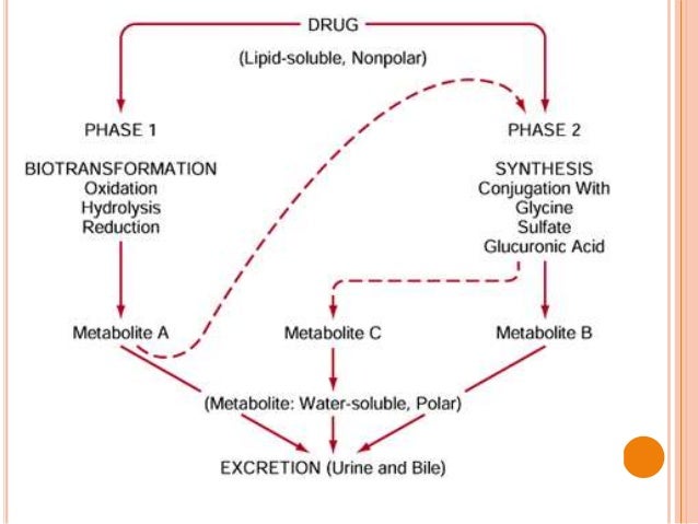 enzyme metabolizes phenytoin