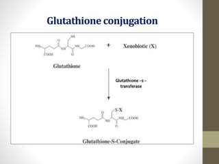 glutathione conjugation reaction Majeed(phase ii metabolism) main image 0