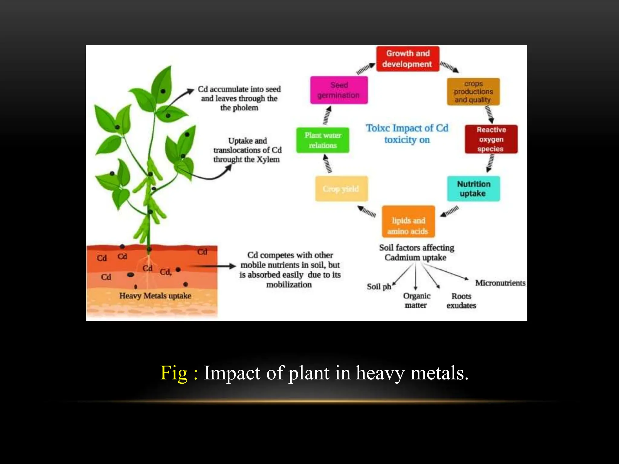BIOTRANSFORMATION OF HEAVY METALS metal impact of heavy metals | PDF