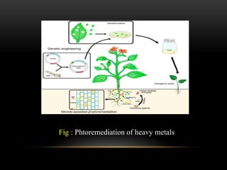 BIOTRANSFORMATION OF HEAVY METALS metal impact of heavy metals | PDF