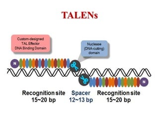 Talens Overview Biotransformation through genetic engineering | PPTX