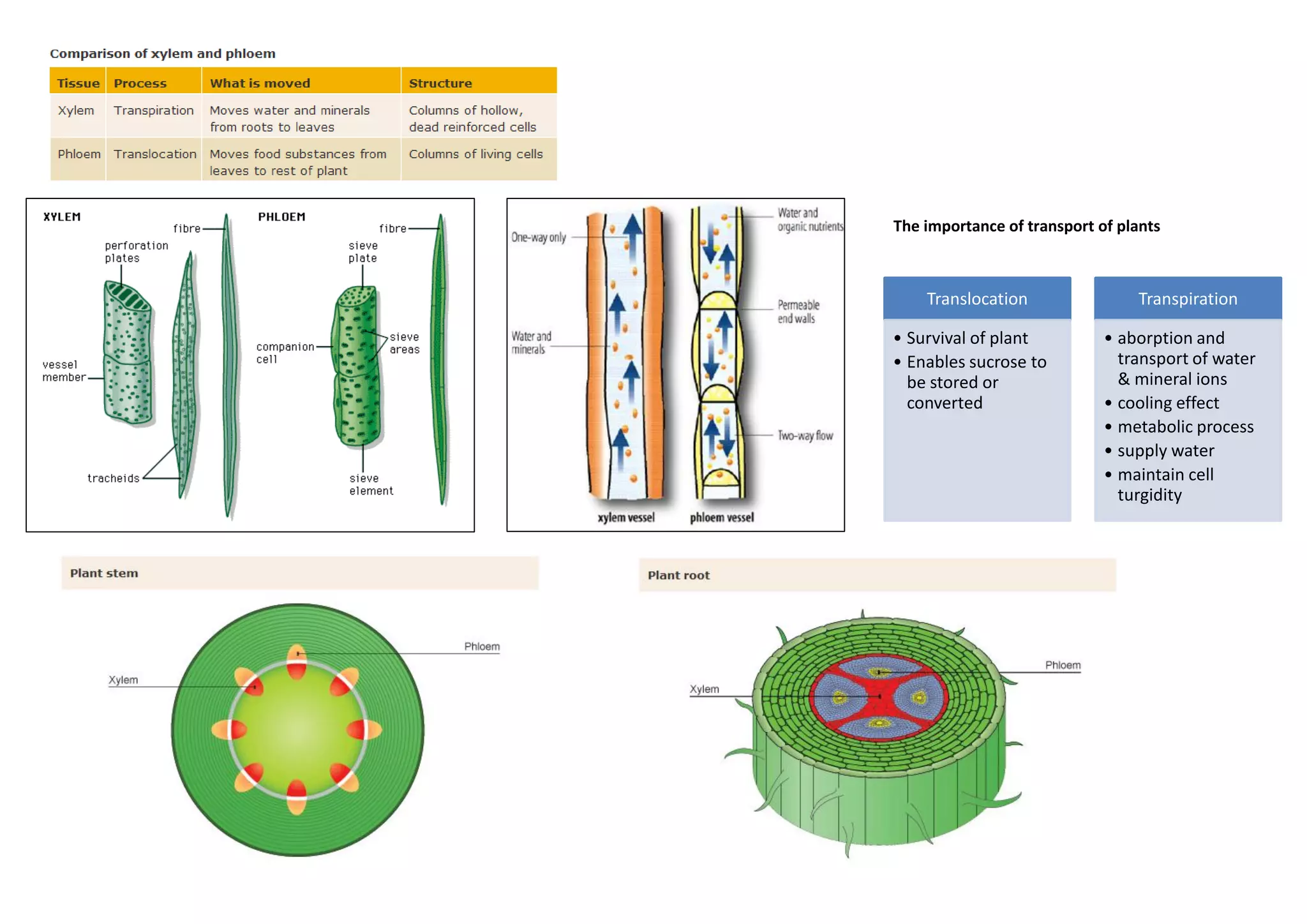 Plants transport SPM notes | PDF