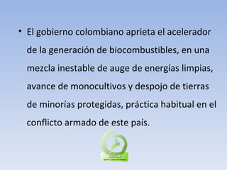 El gobierno colombiano aprieta el acelerador de la generación de biocombustibles, en una mezcla inestable de auge de energías limpias, avance de monocultivos y despojo de tierras de minorías protegidas, práctica habitual en el conflicto armado de este país.  