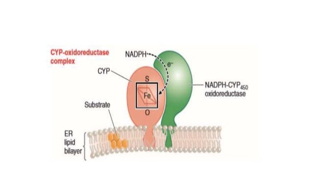 Ivermectin for humans where to buy