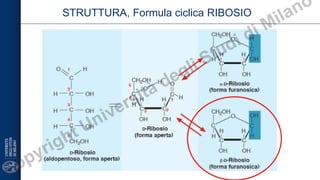 Struttura Ribosio Comprehensive Overview of Carbohydrates and Macromolecules in Biology | PDF