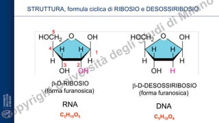 Struttura Ribosio Comprehensive Overview of Carbohydrates and Macromolecules in Biology | PDF