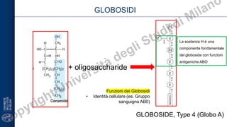 Globoside Comprehensive Overview of Biological Macromolecules: Focus on Lipids ...