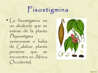 Fisostigmina
• La fisostigmina es
un alcaloide que se
extrae de la planta
Physostigma
venenosum o haba
de Calabar, planta
perenne que se
encuentra en África
Occidental.
 