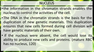NUCLEUS
•the information in the chromatin strands enables the
nucleus to control the activities of the cell.
•The DNA in the chromatin strands is the basis for the
duplication of new genetic materials. This duplication
ensures that new cells formed during cell division will
have genetic materials of their own.
• if the nucleus were absent, the cell would lose its
ability to produce new cells and proteins. (mature RBC
has no nucleus, 120)
 