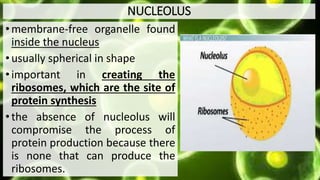 NUCLEOLUS
•membrane-free organelle found
inside the nucleus
•usually spherical in shape
•important in creating the
ribosomes, which are the site of
protein synthesis
•the absence of nucleolus will
compromise the process of
protein production because there
is none that can produce the
ribosomes.
 