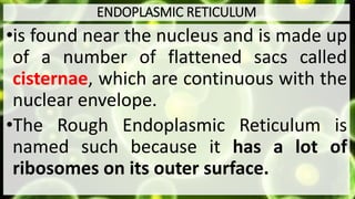 ENDOPLASMIC RETICULUM
•is found near the nucleus and is made up
of a number of flattened sacs called
cisternae, which are continuous with the
nuclear envelope.
•The Rough Endoplasmic Reticulum is
named such because it has a lot of
ribosomes on its outer surface.
 