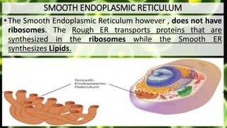 SMOOTH ENDOPLASMIC RETICULUM
•The Smooth Endoplasmic Reticulum however , does not have
ribosomes. The Rough ER transports proteins that are
synthesized in the ribosomes while the Smooth ER
synthesizes Lipids.
 