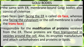 GOLGI BODIES
•the same with ER, membrane-bound Golgi bodies also
consist of cisternae
•two faces (part facing the ER is called cis face, whereas
one facing the cytoplasm or the cell membrane is called
the trans face)
•responsible for the modification of proteins received
from the ER. These proteins are then transported in
vesicles around the cell. Also, its enzymes manufacture
and attach carbohydrates and proteins or lipids.
 