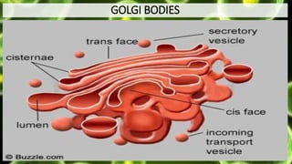 GOLGI BODIES
 