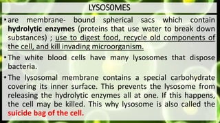 LYSOS0MES
•are membrane- bound spherical sacs which contain
hydrolytic enzymes (proteins that use water to break down
substances) ; use to digest food, recycle old components of
the cell, and kill invading microorganism.
•The white blood cells have many lysosomes that dispose
bacteria.
•The lysosomal membrane contains a special carbohydrate
covering its inner surface. This prevents the lysosome from
releasing the hydrolytic enzymes all at one. If this happens,
the cell may be killed. This why lysosome is also called the
suicide bag of the cell.
 