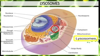 LYSOSOMES
 
